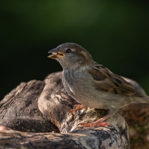 Redwell   25 05 2020   D500   Les 152.jpg